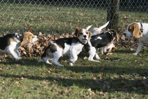 Beaglemeute in Steinhagen